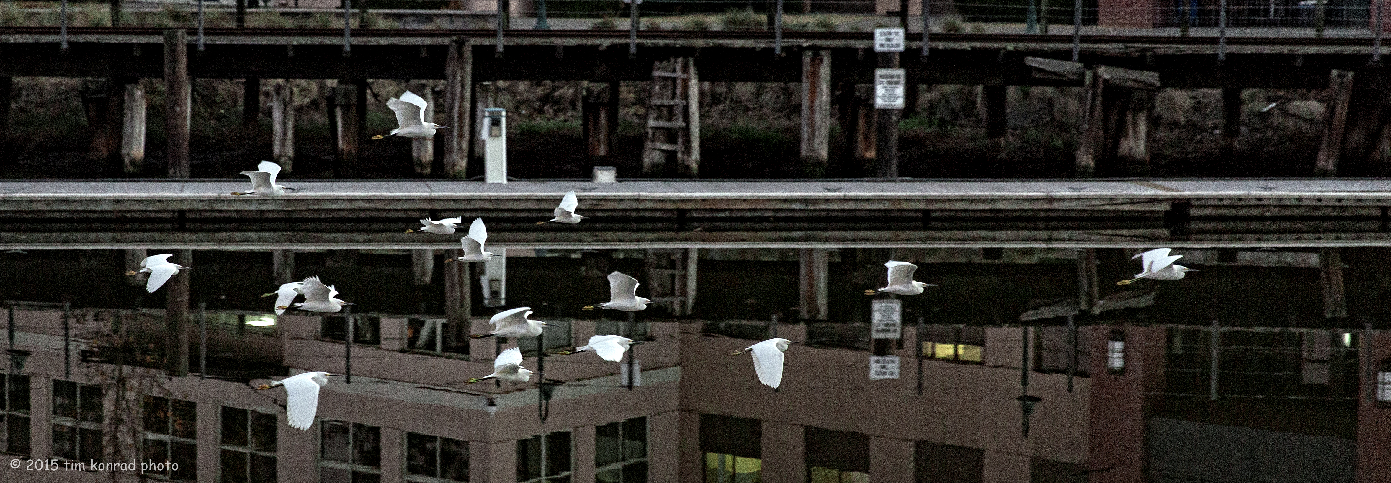 strawberry fall 2010