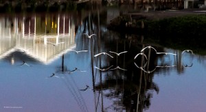 strawberry fall 2010