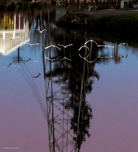 strawberry fall 2010