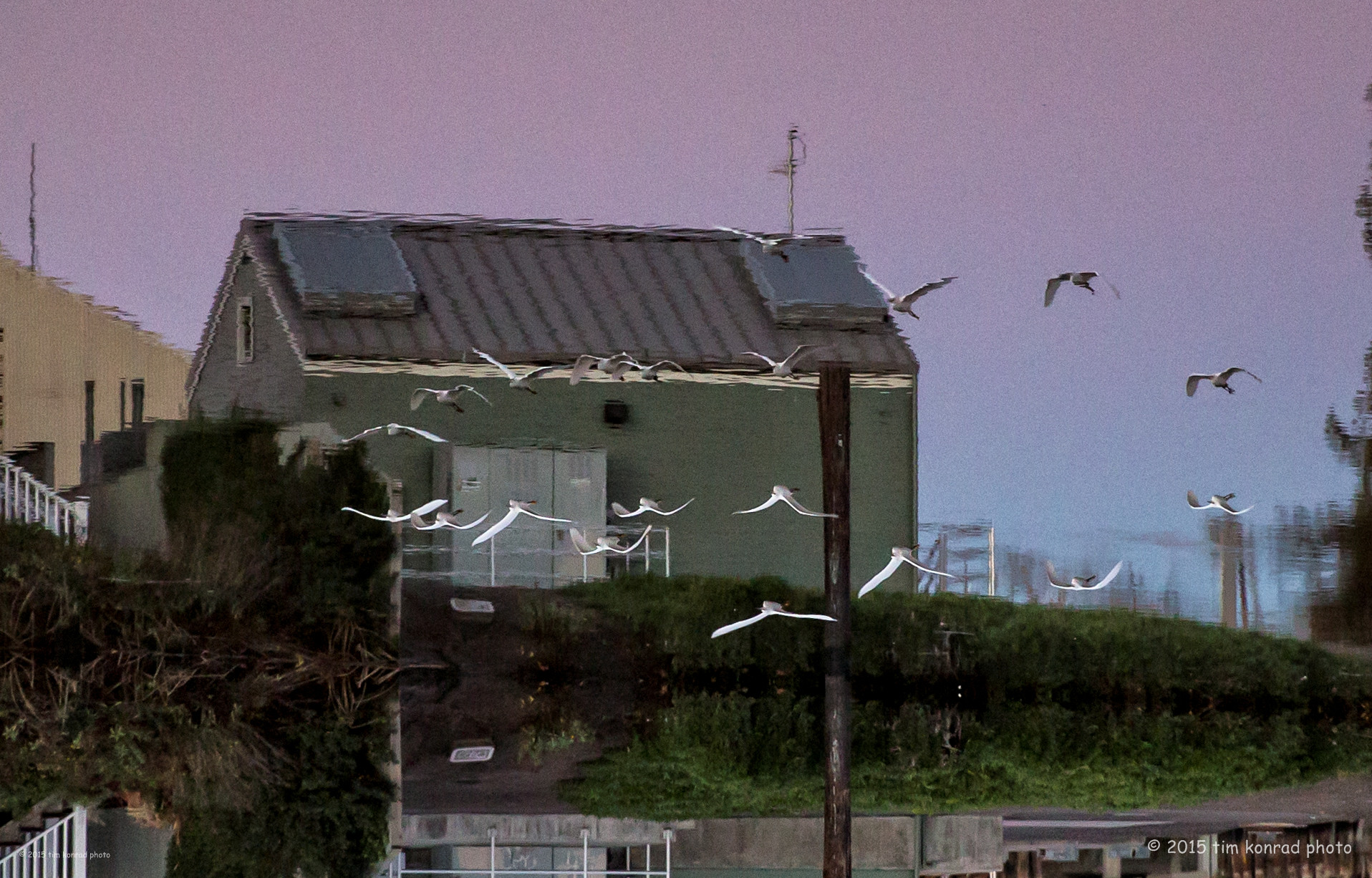 strawberry fall 2010